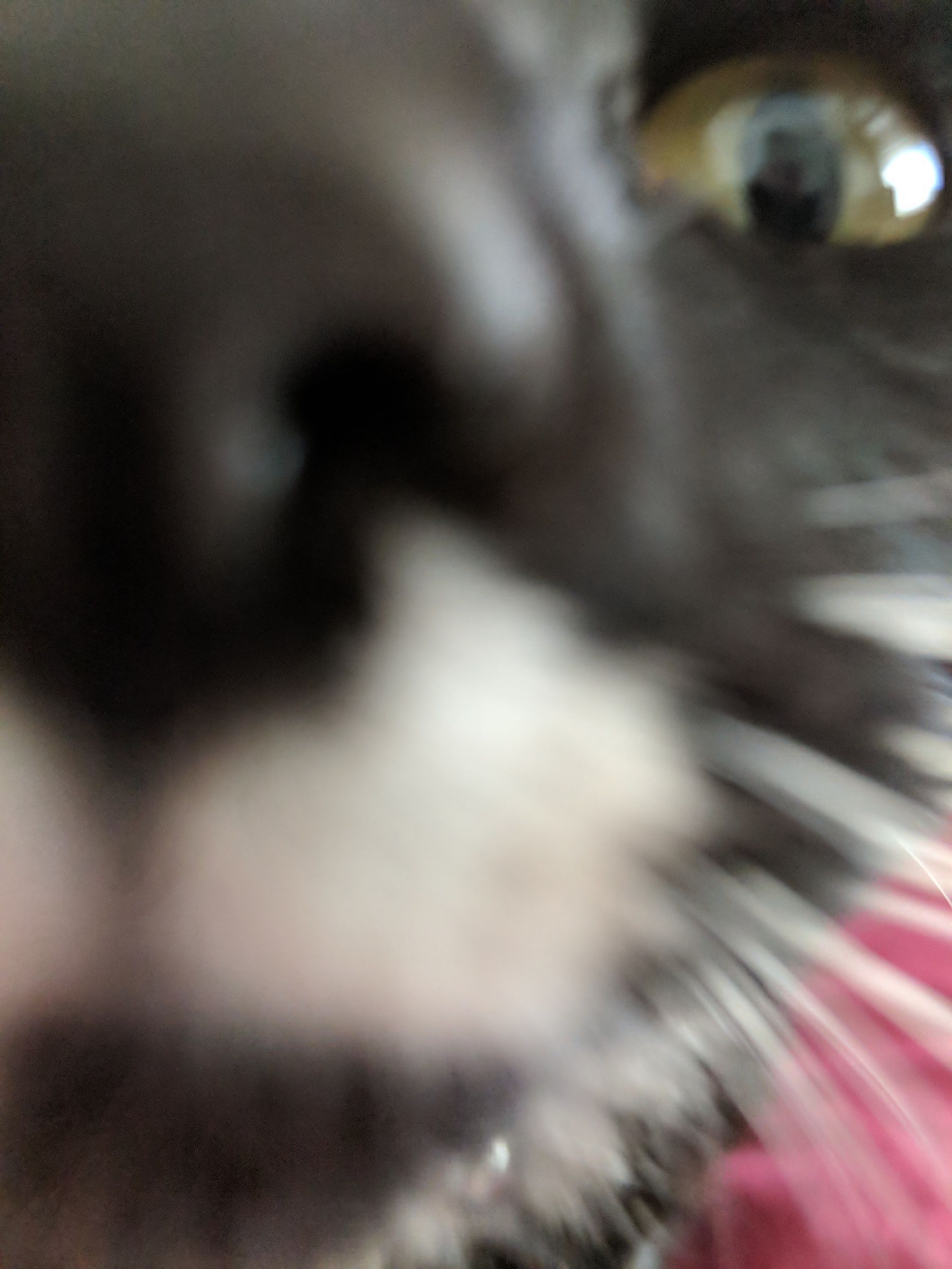 A blurry black and white cat, very close to the camera so that her nose is almost touching the lens.