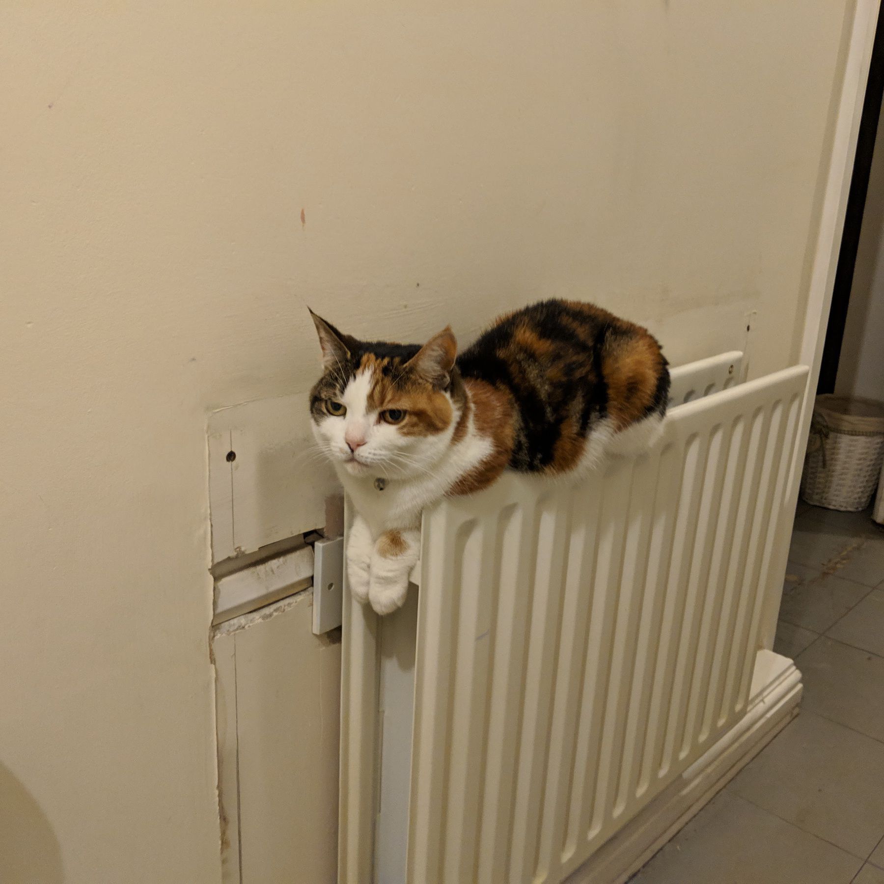 Calico cat lying on top of a radiator, tucked in with both front paws draped over the edge.